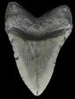 Megalodon Tooth - South Carolina #43025-2